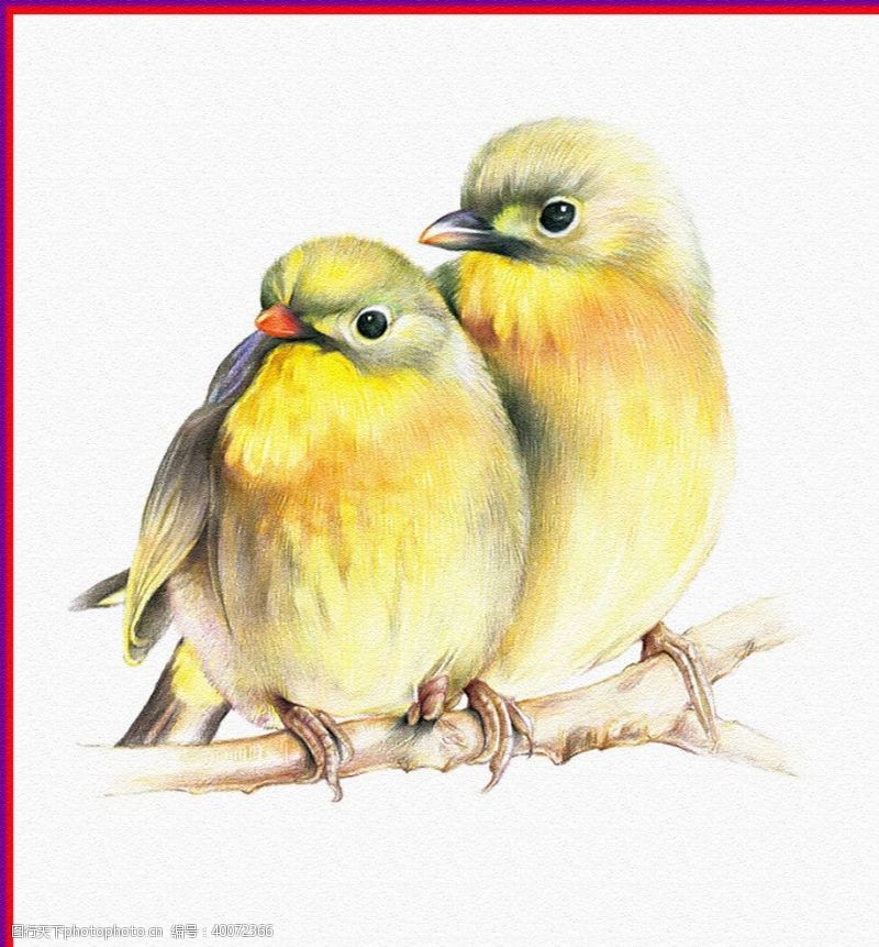 油画色彩黄鹂鸟图片