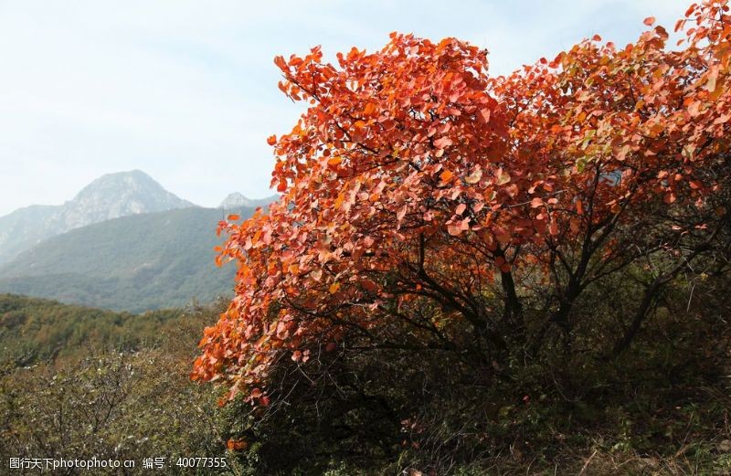 登山黄栌图片