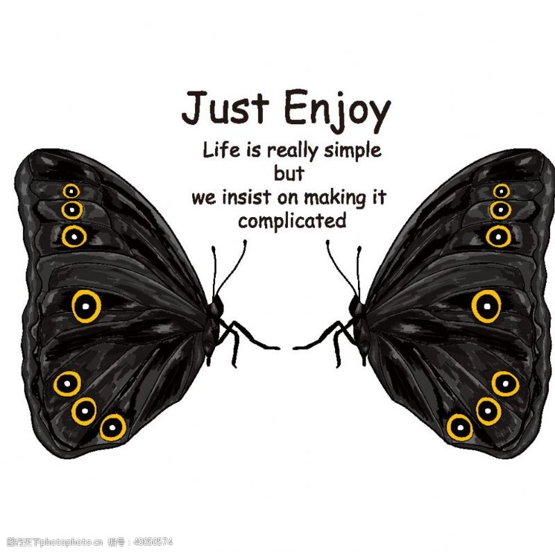 照片排版蝴蝶昆虫T恤图案排版设计图片