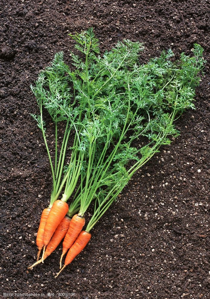 蔬菜园胡萝卜图片