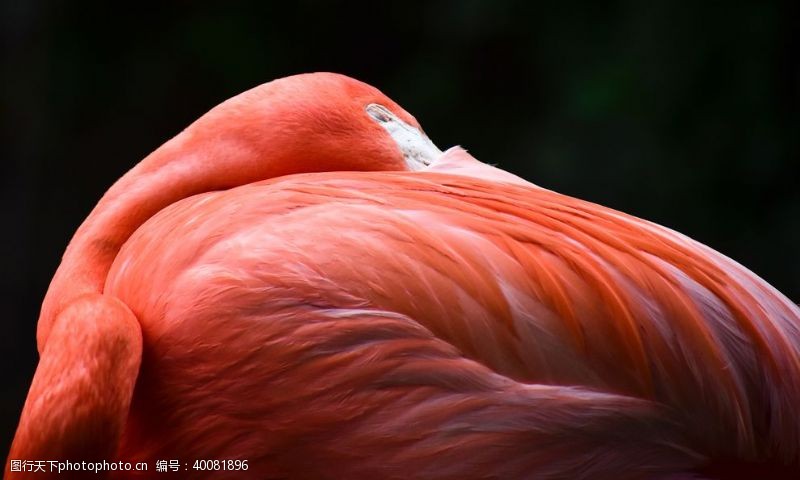 粉色风格火烈鸟图片
