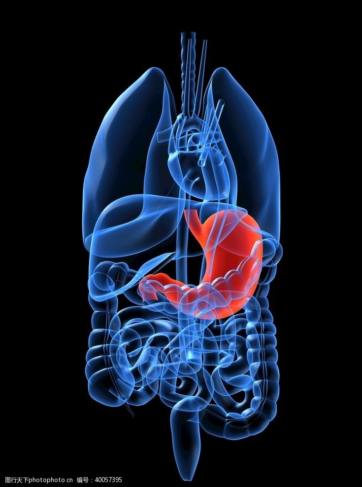 人体器官图技科感光谱人体器官胃部刨面图图片