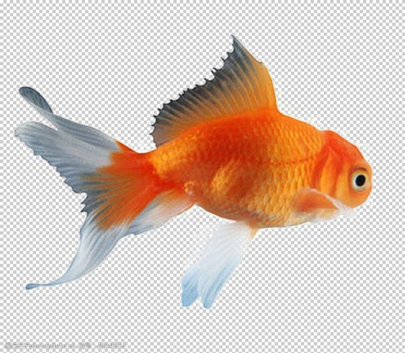 png透明底金鱼图片