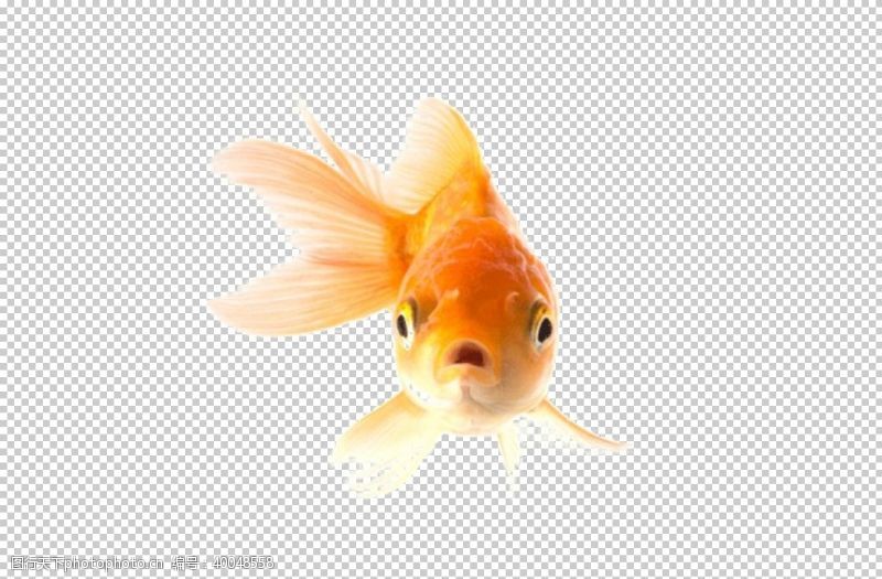 鱼类金鱼图片