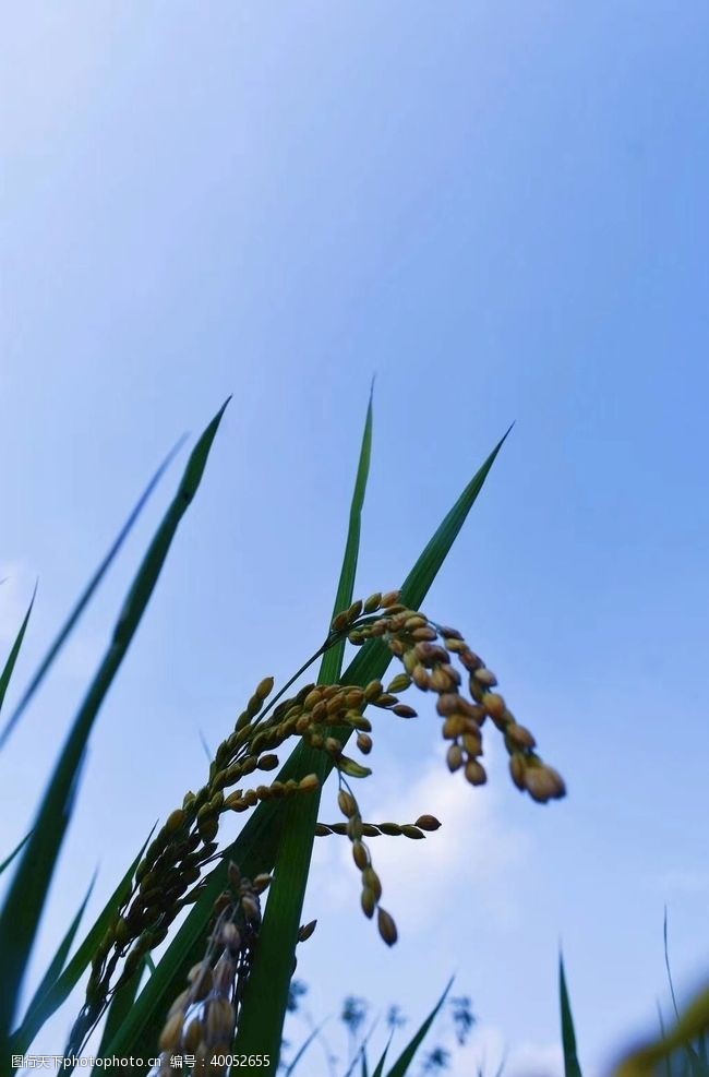 蓝色的蓝天下的水稻图片