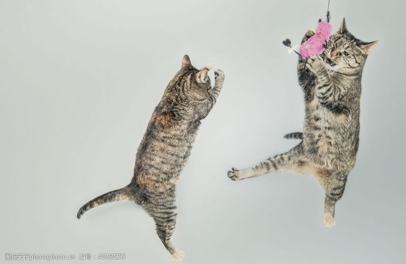 小人世界海报猫图片