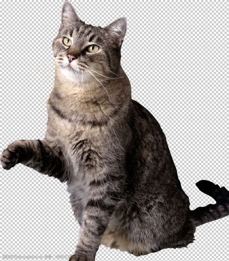 短尾猫猫图片