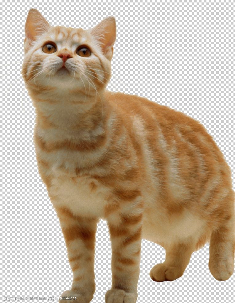 暹罗猫猫图片