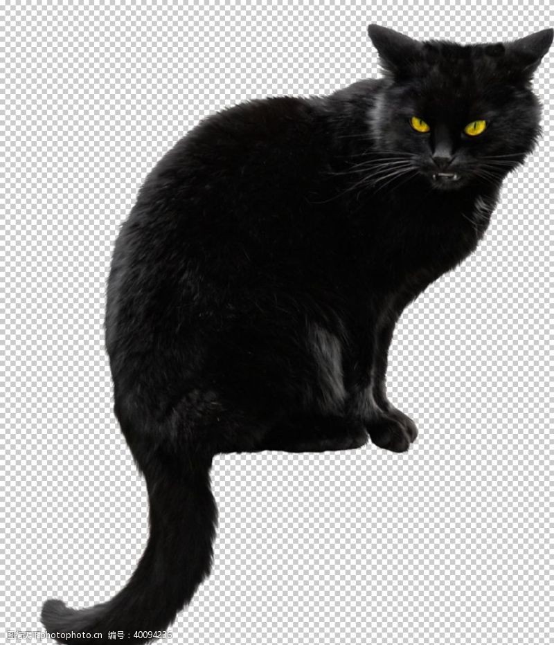 黑白猫猫图片