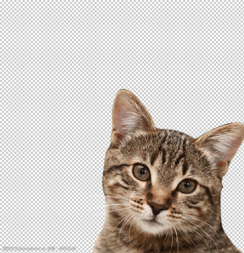 折耳猫猫图片