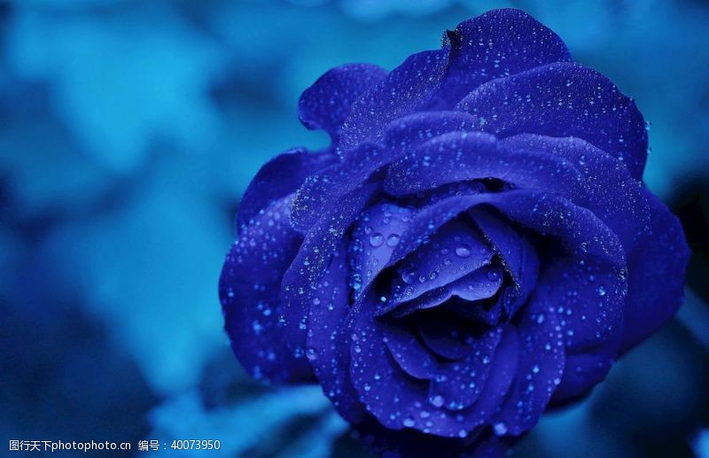 蓝色花玫瑰图片