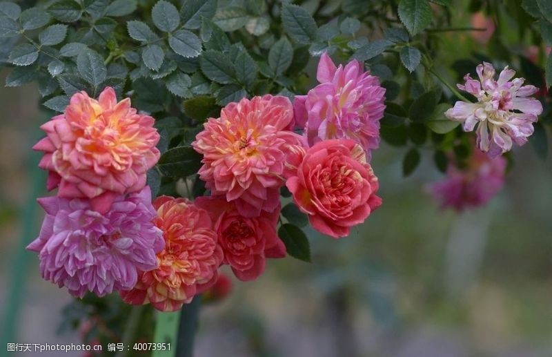 浪漫花朵玫瑰图片
