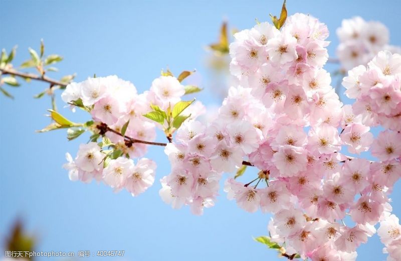 樱花摄影日本风光图片