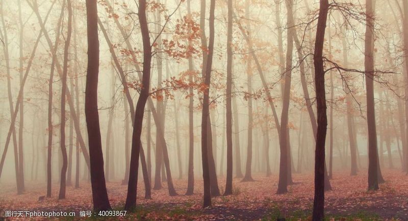 枫叶山林间的薄雾图片