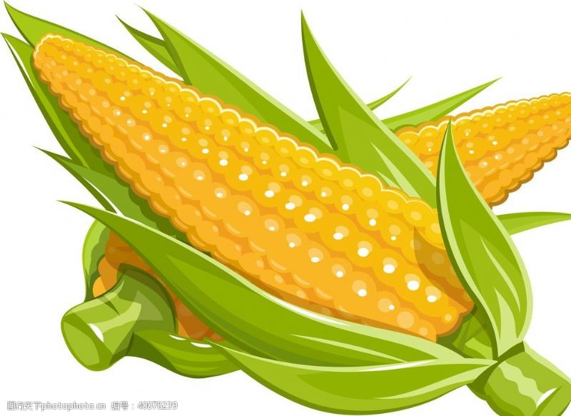 玉米粒矢量玉米手绘图片
