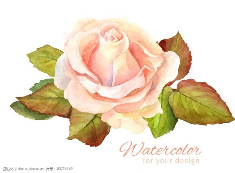 矢量植物水彩粉色玫瑰图片