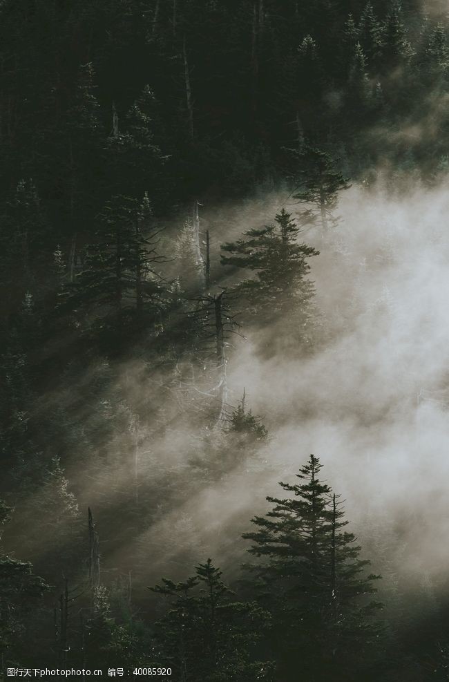 晨雾树林图片