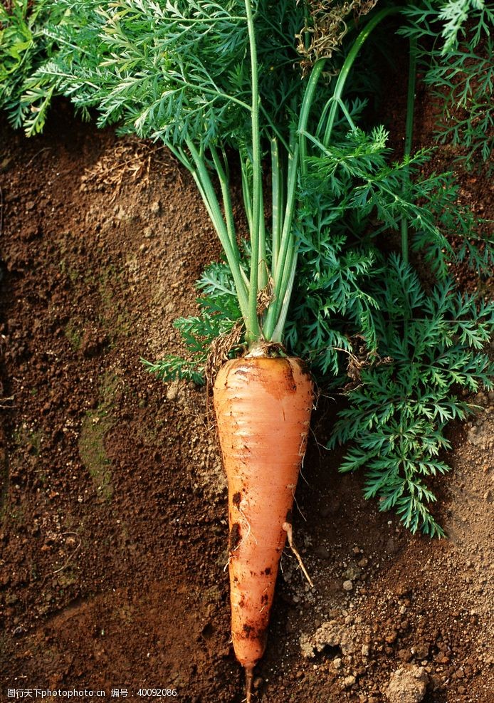 绿色食品田园胡萝卜图片
