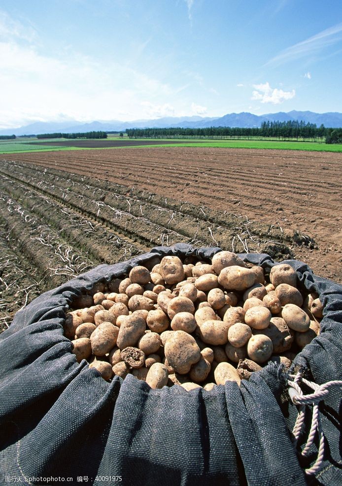农产品田园土豆图片