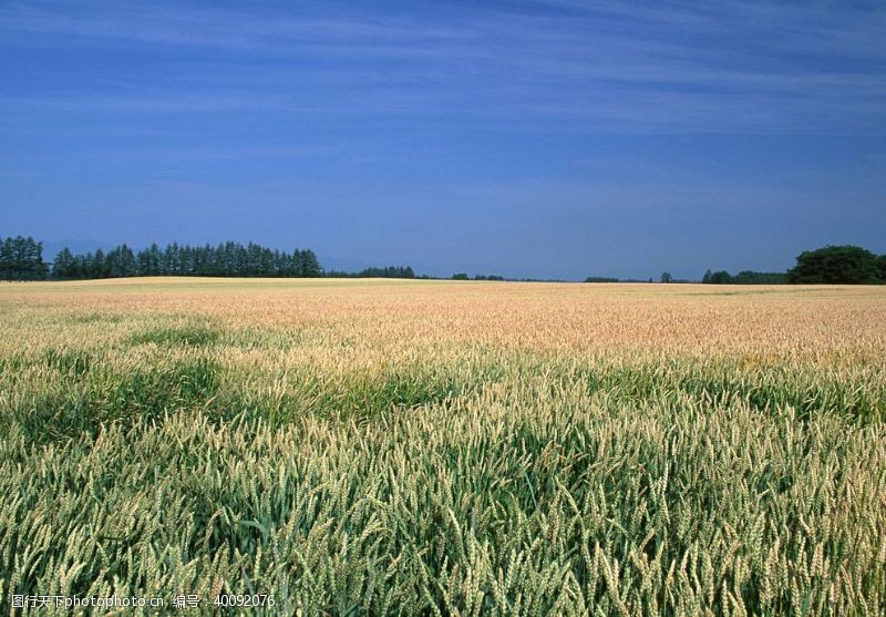 农产品田园图片