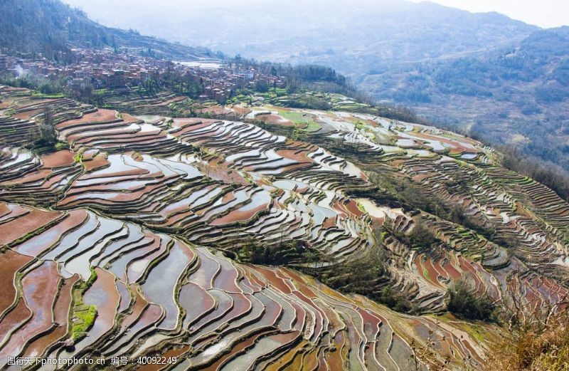 油菜花风景梯田图片