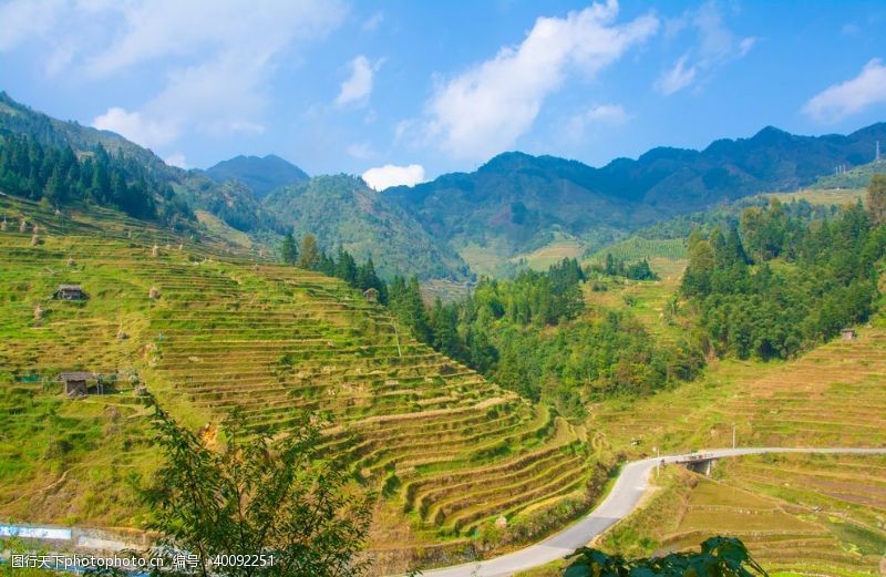 油菜花风景梯田图片