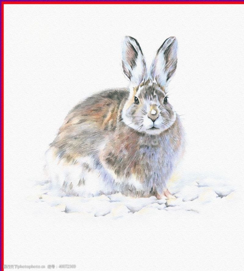 油画色彩兔子图片