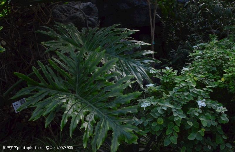 植物园风景温室风景图片