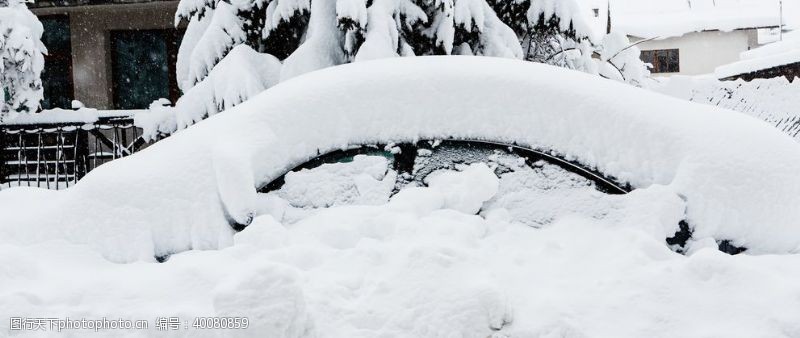 树新风雪景图片