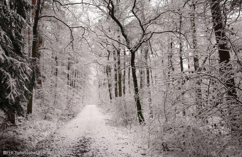 树新风雪景图片