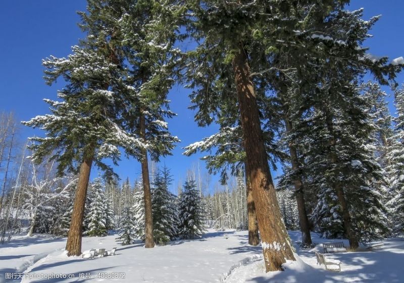 树新风雪景图片
