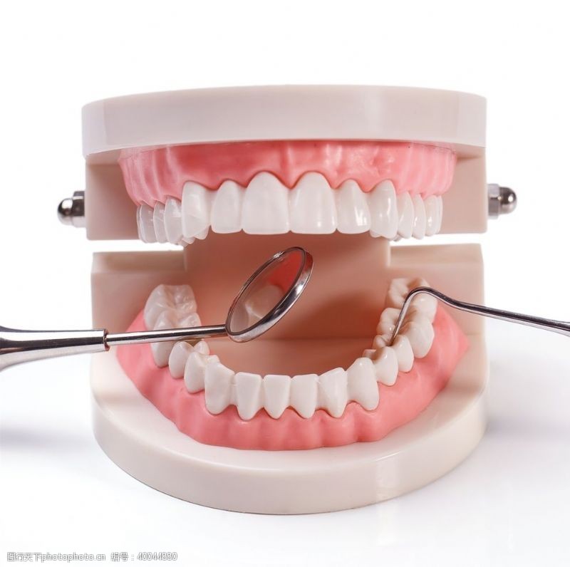医院文化牙齿模型图片