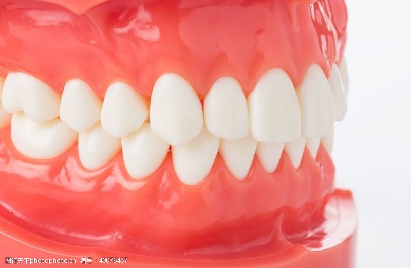 医院牙科牙齿模型图片