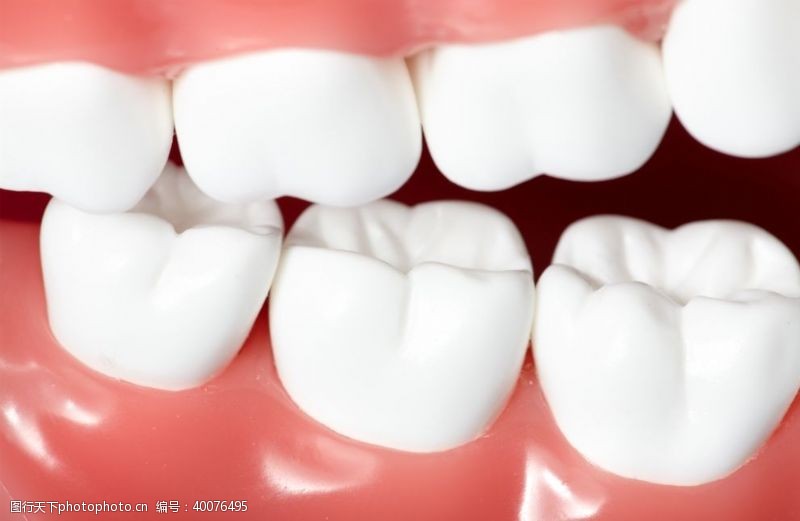 牙医牙齿模型图片