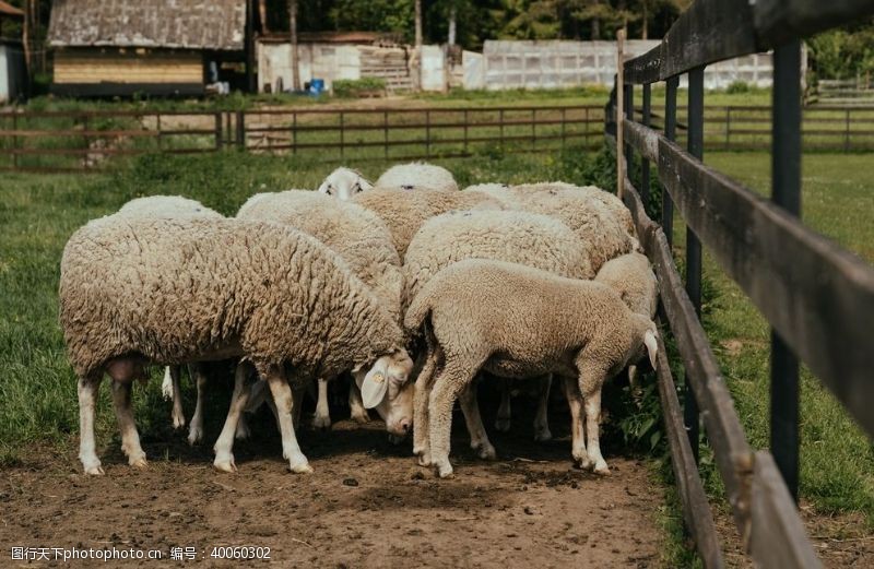 牧羊羊图片