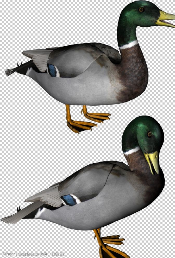 绿底设计鸭子图片