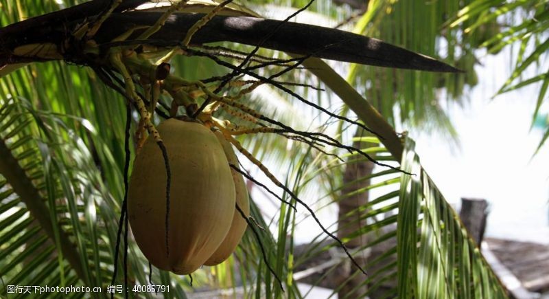 三亚椰树上的椰子图片
