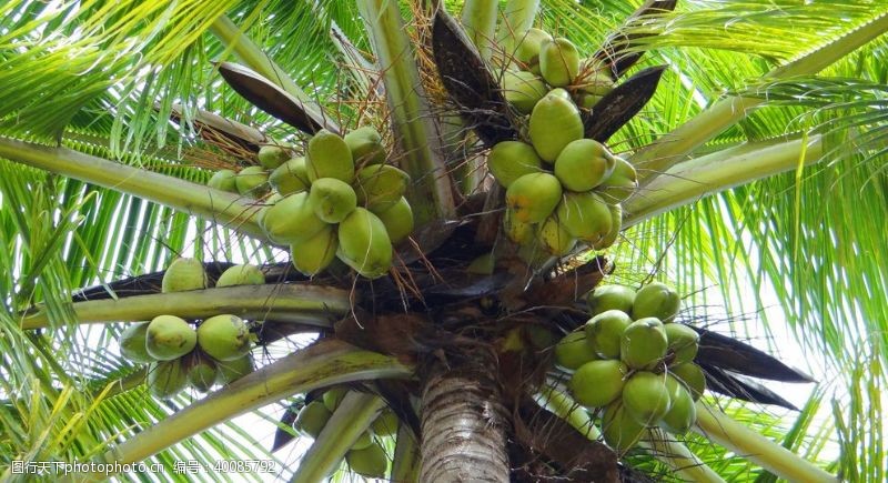 海边旅游椰树上的椰子图片
