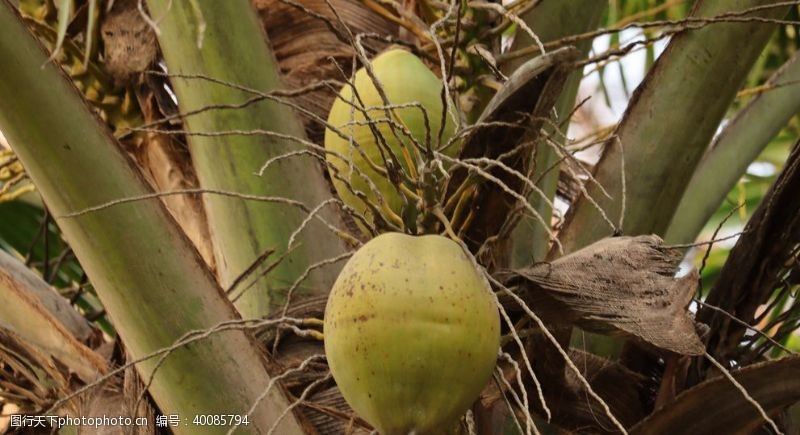 三亚摄影椰树上的椰子图片