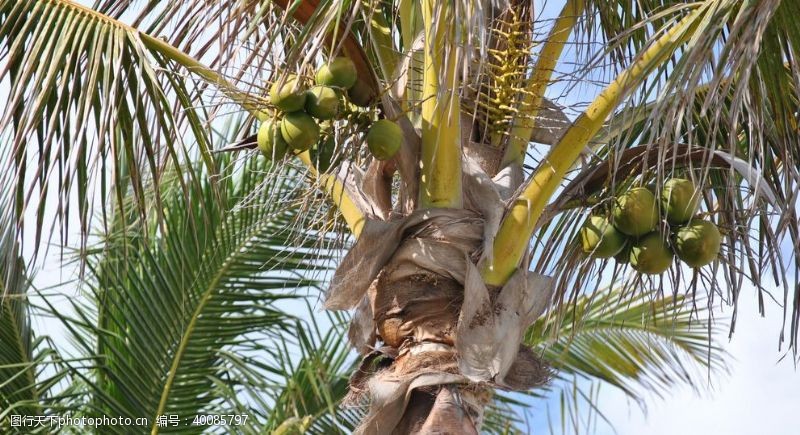 热带植物椰树上的椰子图片