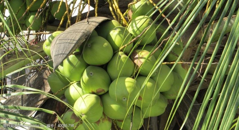 海南三亚椰树上的椰子图片