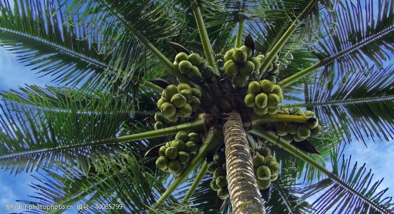 旅游叶子椰树上的椰子图片