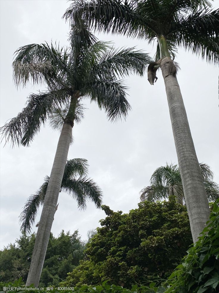 热带植物椰子树图片