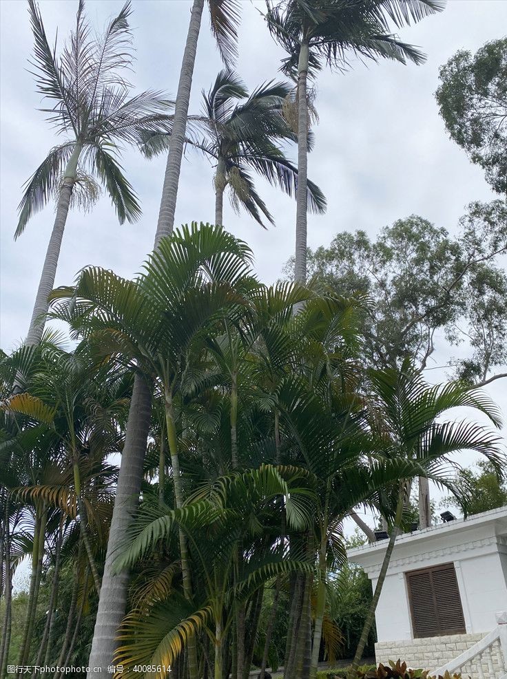 植被椰子树图片