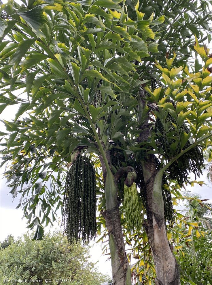 植被植物图片