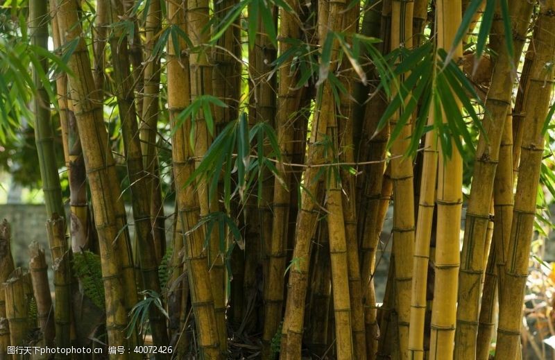 海绿叶子竹子图片