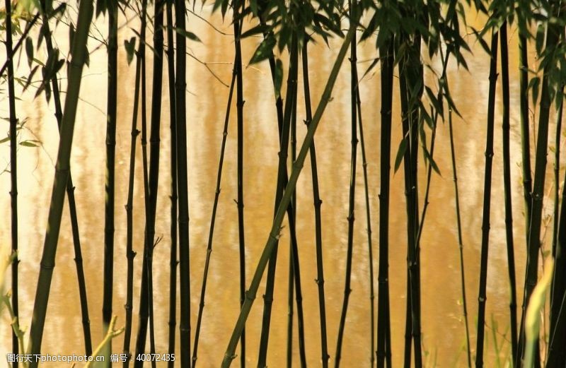 手绘树木竹子图片