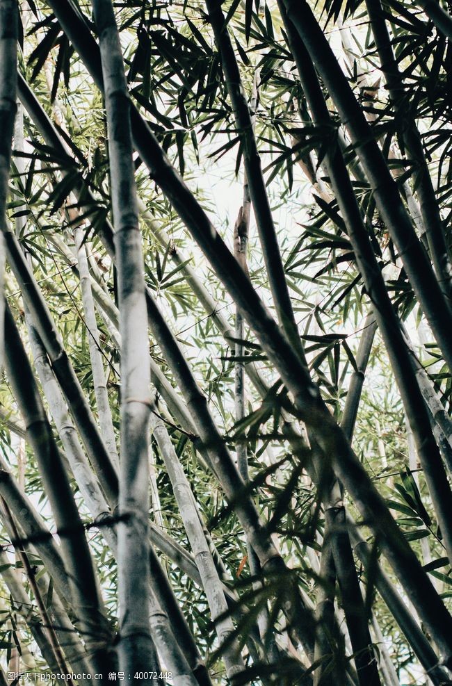 树枝竹子图片