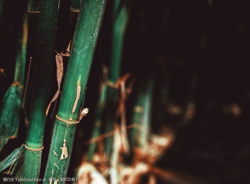 枝干竹子图片
