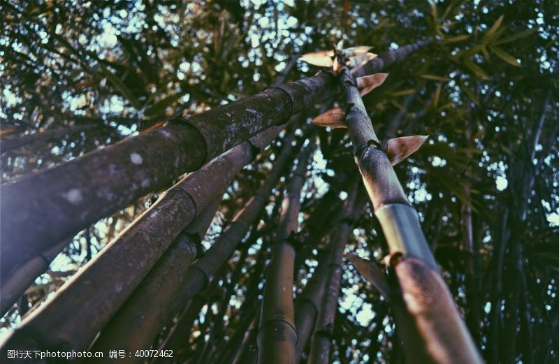 树枝素材竹子图片